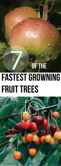 298 Best Planting Fruit Trees Images On Pinterest Gardening 7 Of The Fastest Growing Fruit Trees Making Diy Fun