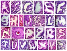 28 best histology images on pinterest in 2018 med lab
