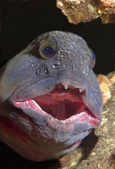 2551 best fish salt