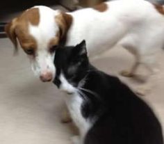 Barney Is An Adoptable Dachshund Dog In Greensboro Nc Barney Is