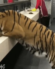 folgen von diabetes bei katzen el tigre