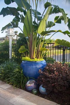 101 Best Tropical Plants In Pots Images Garden Planters Potted