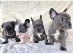 Blue French Bulldog Frenchbulldogfullgrown Blue French Bulldog