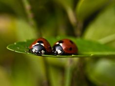 <3 <3 Bugs And Insects, Butterflies, Beautiful Bugs, Love Bugs, Lady Bugs, Lily Pond, Bugs