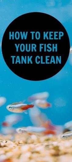 63 best fish are