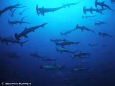 シュモクザメ のアイデア 31 件 シュモクザメ サメ 魚 シュモクザメ のアイデア 31 件 シュモクザメ サメ 魚