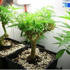 How To Grow Your Own Out Of This World Cannabis Bonsai Tree 42ba09edb4f377a115ed50b260a23ee0