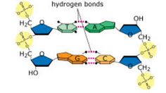 dna bonds under fontanacountryinn com dna bonds