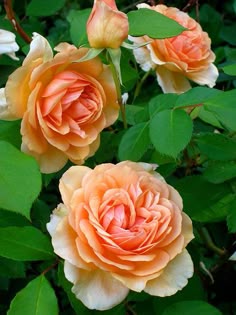 67 Garden Roses Ideas Rose Garden Rose Flowers 67 Garden Roses Ideas Rose Garden Rose Flowers