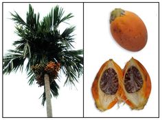 2 Semillas Areca Catechu