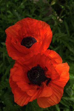 oriental poppy flowers pinterest oriental flowers and gardens