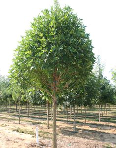 maple tree clay soil and yet it s because the tree is divided into so many branches that sometimes the image of the maple tree clay soil and yet it s because the tree is divided into so many branches that sometimes the image of the