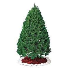 scotch pine types of christmas trees pine christmas tree pine tree southern living - Best Christmas Tree Type scotch pine types of christmas trees pine christmas tree pine tree southern living - Best Christmas Tree Type