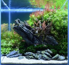 324 best aquascape images
