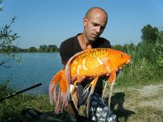 Koi Wild Koi Wild