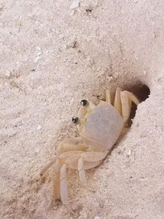 200 Best Crabs Images On Pinterest In 2018 Ocean Life And Sand Crab Poses For The Photo But Is Ready To Beat A Hasty Retreat Into