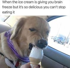 1034 best funny animal