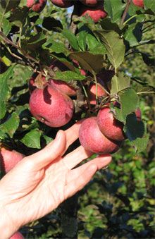 Virginia Beauty Century Farm Orchards Le Tree Nursery 0 Yates This Le Originated In Fayette County Georgia Before 1860 Is Tree Nurserykitchen