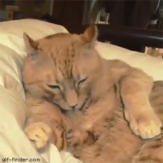 Shocked Cat Shocked Cat