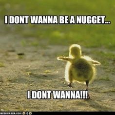 Chicken Run Funny Animal Quotes Cute Funny Animals Funny Animal Pictures Funny Cute Chicken Run Funny Animal Quotes Cute Funny Animals Funny Animal Pictures Funny Cute