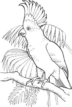Sulfur Crested Cockatoo Coloring Page From Cockatoos Category Select 27260 Printable Crafts Of Cartoons Nature Animals Bible And Many More