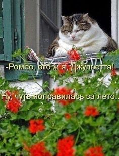 Джульетта поправилась к лету & Мемы про кошек & Фото | МУРЧИМ.РФ