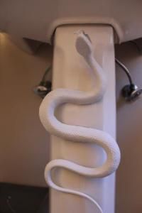 10 Best Harry Potter Bathroom Images On Pinterest The Bathroom Harry Potter