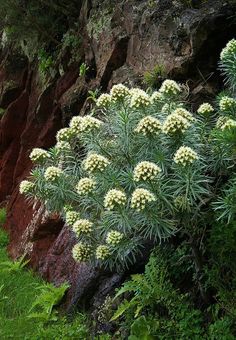 22 Canary Island Plants Ideas Plants Canary Island Canary