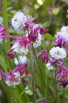 851 Besten Bilder Von Garten Stauden In 2019 Shade Frühe Stauden Für Den Bauerngarten Gefunden Bei Mein Schönes Land Bloggt Gräser Im Garten