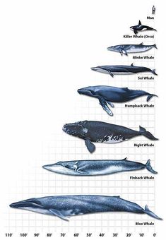 types of sharks google search projects to try whale chart species