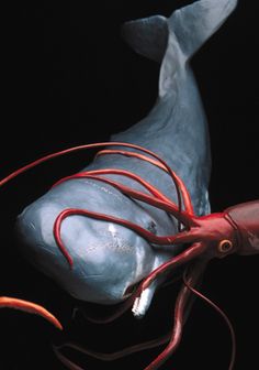 Hoe to gape your asshole Sperm whale fighting giant squid