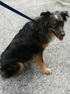 south texas australian shepherd rescue i found kira on australian shepherd merle australian shepherd south texas australian shepherd rescue i found kira on australian shepherd merle australian shepherd