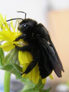 bees black porn Bees black porn
