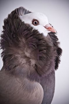 10614 best pigeons images on pinterest birds pigeon and bird