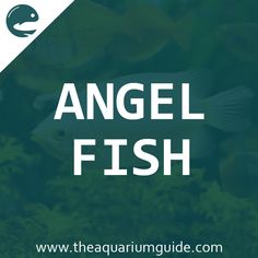 68 best angel fish