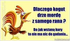 Potrzebuję kogut tumblr
