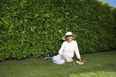 127 Best Fast Growing Trees Images On Pinterest Fast Growing Privacy Shrubs