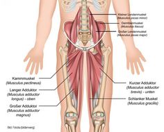Muskelsystem Anatomische Poster Muskel und die Spinalnerven-Anatomie-Diagramm Educational Skeleton Modell-Wand-Plakat-Dekor f/ür Klassenzimmer Krankenhaus