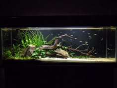 5746 best planted aquarium