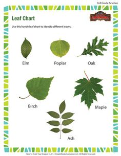 Leaf Styles College or university Designs Science worksheets, Plant graphic regarding Leaf Shapes Printable identify Leaf Styles University tips Science worksheets, Plant