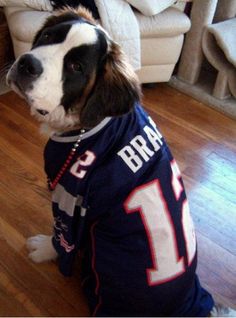 brady dog jersey