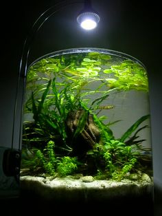 2162 best aquarium freshwater