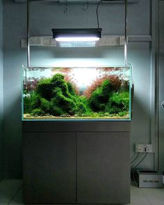 143 best nano tank setup tag images in 2019 aquascaping fish