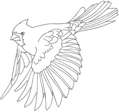 cardinal coloring pages pictures imagixs by cindie
