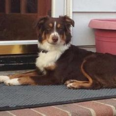 mini australian shepherd 6 months i found mini aussie sophie on mini aussie and australian shepherd mini australian shepherd 6 months i found mini aussie sophie on mini aussie and australian shepherd