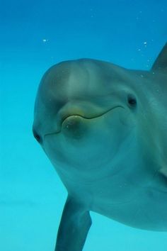 59 best vintage dolphins