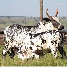 380 Ideas De Rancho De Ganado En 2021 Rancho De Ganado Ganado Ganado Vacuno