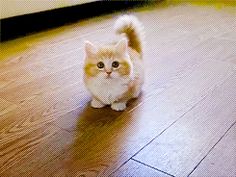 101 best munchkin kittens images on pinterest in 2018 fluffy