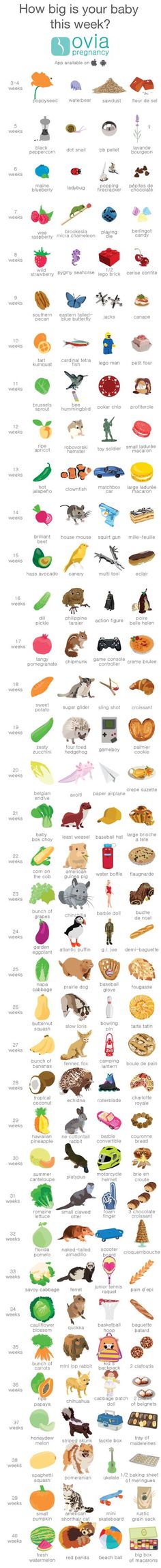 19 best baby size charts and timelines images in 2014 ovia pregnancy baby size chart
