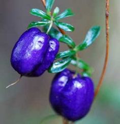 10Seeds Very Rare Red Apple LBerry Billardier aongiflora Organic Fruit Seeds